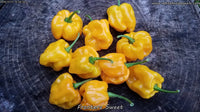 Frontera Sweet - Pepper Seeds - White Hot Peppers